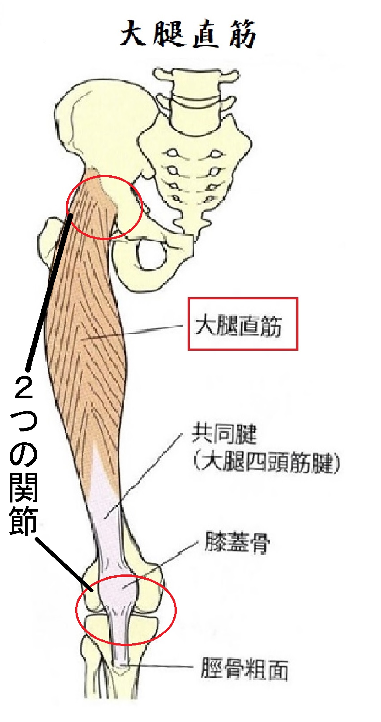 大腿直筋 田盛健康医学センター