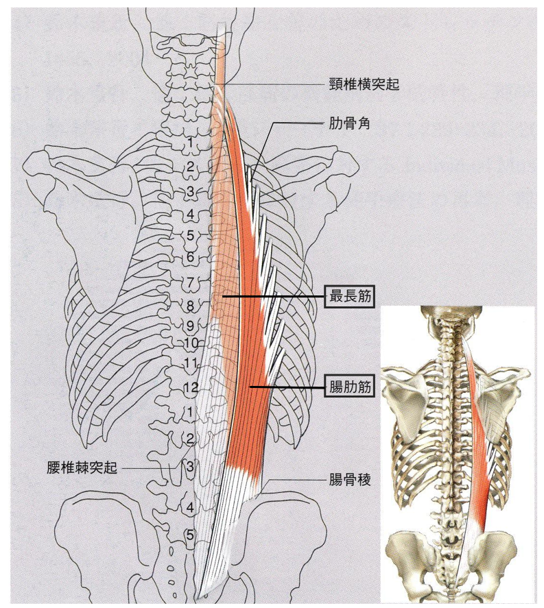 骨盤後傾